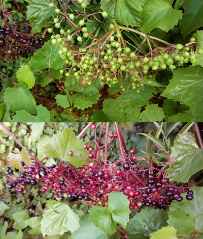[Two photos spliced together. On the top are green elderberries. They group in a grouping on the ends of stems which protrude from the leaves. On the bottom are ripening elderberries. Not only are the berries red or purple, but the plant steams are also red.]
